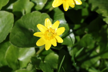 Obraz premium Lesser celandine glowing in spring sunlight against a dreamy green backdrop, Ficaria verna