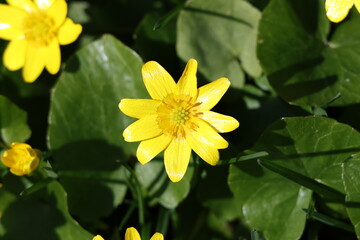 Obraz premium Single lesser celandine bloom among fresh leaves for botanical website header, Ficaria verna