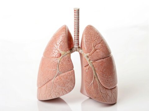 Detailed 3d model of human lungs, isolated on pure white background, with trachea and, bronchial tree