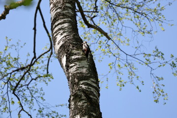 Fototapeta premium Great spotted woodpecker resting on birch trunk with young leaves in soft focus, Dendrocopos major