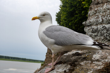 Fototapeta premium White seagull with yellow beak perches on rocky cliff overlooking the Atlantic coast of Brittany and Normandy in Mont-Saint-Michel