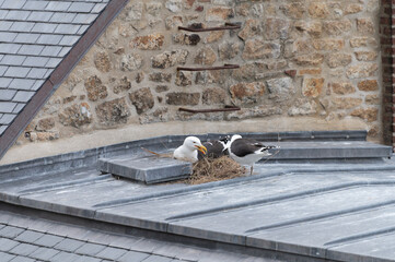 Breeding period by white seagulls, incubating of eggs in nest on roofs overlooking the Atlantic coast of Brittany and Normandy in Mont-Saint-Michel © barmalini