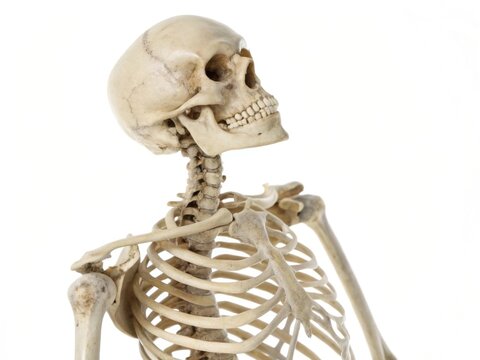 Isolated human skeleton model in side profile on pure white background, high-detail bone structure