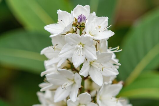 White Java tea flowers Orthosiphon aristatus bloom in garden. Closeup view of green leaves and white petals. Medicinal herb plant in nature.