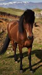 Obraz premium horse in the field