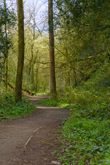 Fototapeta premium Peaceful woodland footpath leading through tall trees and fresh spring growth in a tranquil natural setting.