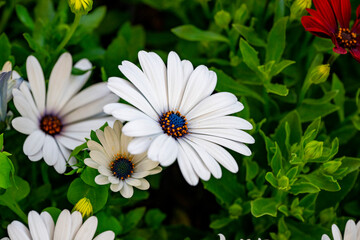 Bellis perennis, the daisy, is a European species of the family Asteraceae, often considered the archetypal species of the name daisy. To distinguish this species from other plants known as daisies, i © enderbayindir