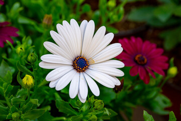 Bellis perennis, the daisy, is a European species of the family Asteraceae, often considered the archetypal species of the name daisy. To distinguish this species from other plants known as daisies, i © enderbayindir