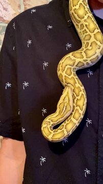 A yellow-green snake crawls over a teenage boy.