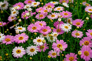 Bellis perennis, the daisy, is a European species of the family Asteraceae, often considered the archetypal species of the name daisy. To distinguish this species from other plants known as daisies, i © enderbayindir
