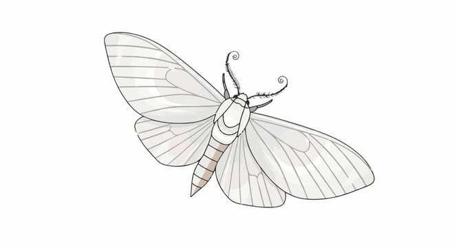 Delicate white moth with intricate patterned wings and feathery antennae