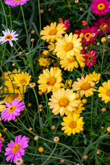 Bellis perennis, the daisy, is a European species of the family Asteraceae, often considered the archetypal species of the name daisy. To distinguish this species from other plants known as daisies, i © enderbayindir