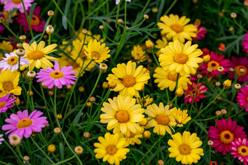 Bellis perennis, the daisy, is a European species of the family Asteraceae, often considered the archetypal species of the name daisy. To distinguish this species from other plants known as daisies, i © enderbayindir