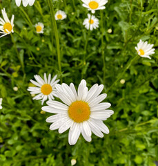 Fototapeta premium The photo shows a chamomile, a garden variety or daisy.