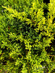 Fototapeta premium This is a photo of Juniperus horizontalis 'Golden Carpet'.