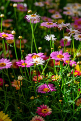 Bellis perennis, the daisy, is a European species of the family Asteraceae, often considered the archetypal species of the name daisy. To distinguish this species from other plants known as daisies, i © enderbayindir