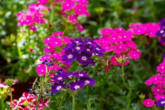 Verbena rigida, known as slender vervain or tuberous vervain, is a flowering herbaceous perennial plant in the family Verbenaceae. It is native to Brazil and Argentina, and is not fully hardy in tempe