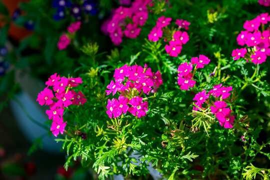 Verbena rigida, known as slender vervain or tuberous vervain, is a flowering herbaceous perennial plant in the family Verbenaceae. It is native to Brazil and Argentina, and is not fully hardy in tempe
