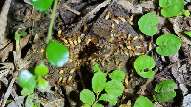Moths emerge from the soil.