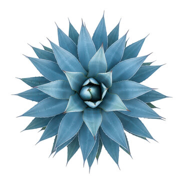 Blue agave plant isolated on transparent background