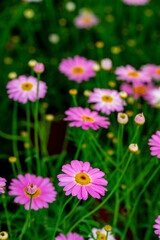 Bellis perennis, the daisy, is a European species of the family Asteraceae, often considered the archetypal species of the name daisy. To distinguish this species from other plants known as daisies, i © enderbayindir