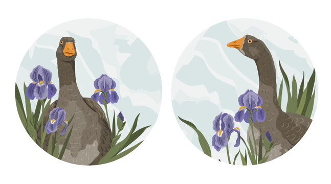Domestic goose Anser anser domesticus vector badges set. Grey gander emblem collection with purple iris flowers on textured background
