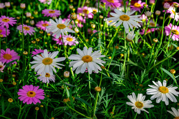 Bellis perennis, the daisy, is a European species of the family Asteraceae, often considered the archetypal species of the name daisy. To distinguish this species from other plants known as daisies, i © enderbayindir