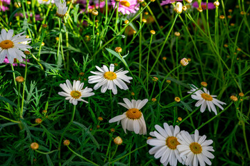 Bellis perennis, the daisy, is a European species of the family Asteraceae, often considered the archetypal species of the name daisy. To distinguish this species from other plants known as daisies, i © enderbayindir