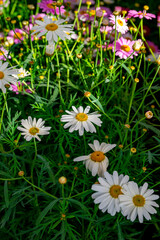 Bellis perennis, the daisy, is a European species of the family Asteraceae, often considered the archetypal species of the name daisy. To distinguish this species from other plants known as daisies, i © enderbayindir
