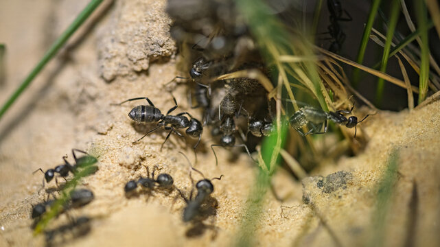 Macro shot of black ants building an anthill entrance in sandy soil