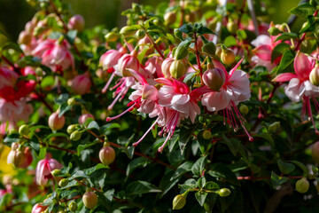 Fototapeta premium Fuchsia is a genus of flowering plants that consists mostly of shrubs or small trees. Almost 110 species of Fuchsia are recognized; the vast majority are native to South America, but a few occur north