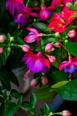 Fototapeta premium Fuchsia is a genus of flowering plants that consists mostly of shrubs or small trees. Almost 110 species of Fuchsia are recognized; the vast majority are native to South America, but a few occur north