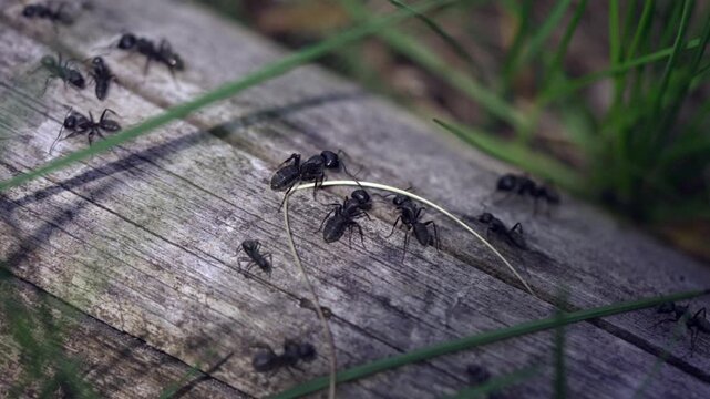 Macro shot of black ants crawling on old weathered wooden log