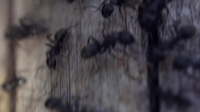 Extreme close-up of black carpenter ants colony on textured wood