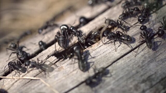 Macro photography of large black ants crawling on cracked wooden log
