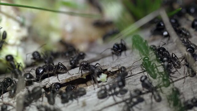 Group of ants foraging in thick grass blades and organic debris