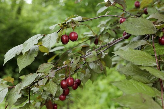 Ripe cherry plums hanging on tree branches