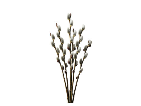 Bouquet of catkin willow branches with fluffy buds  isolated on transparent background transparent background