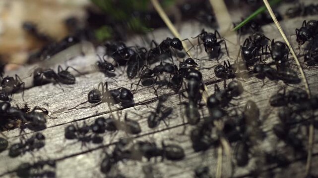 Macro shot of busy black ants swarming on old weathered wood log