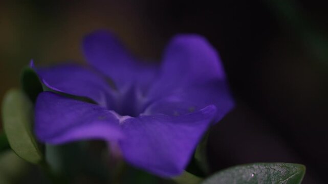 Macro shot of single purple periwinkle flower on dark background