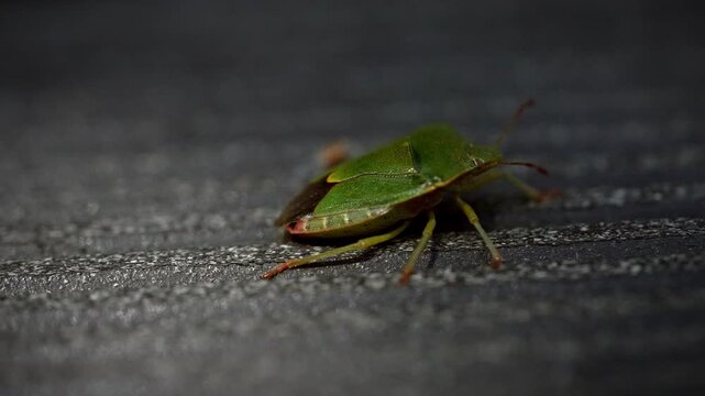 Macro shot of green shield bug crawling on textured background