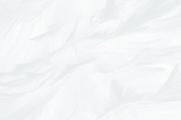 Obraz premium Beautiful white gray feather wooly pattern texture background