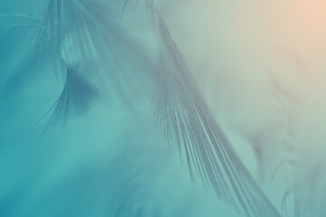 Beautiful  green turquoise vintage color trends feather pattern texture pastel background with orang light © nadtytok28