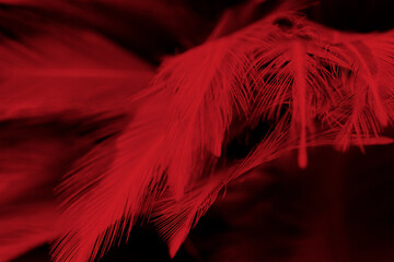 Beautiful colorful group parrot feather pattern texture luxury for background © nadtytok28