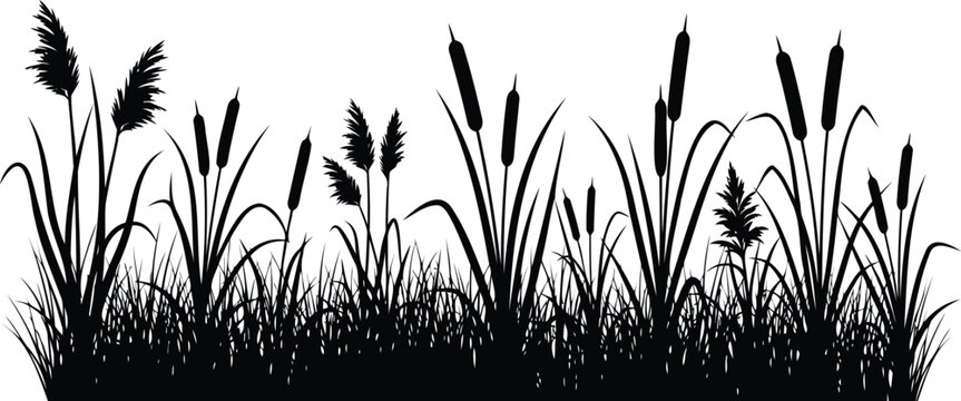 Black silhouette of cattails and wild grass in a field