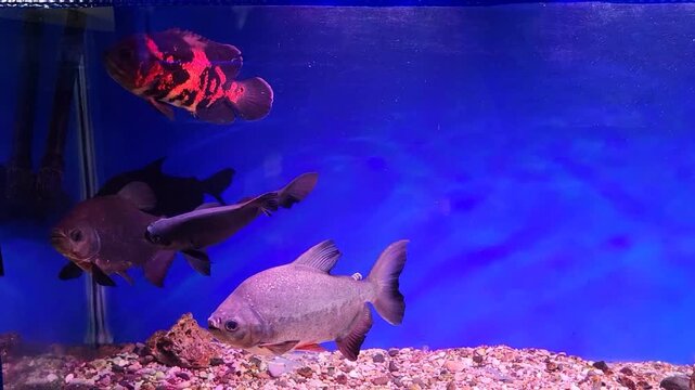 The aquarium contains Astronotus ocellatus and Black Paco