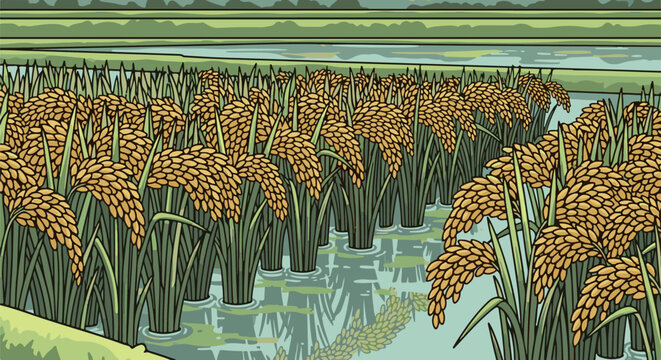 Ripe golden rice stalks stand tall in flooded paddies, reflecting a serene, verdant landscape