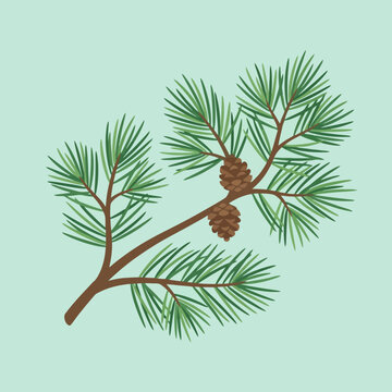 A detailed illustration of a pine branch with two brown cones