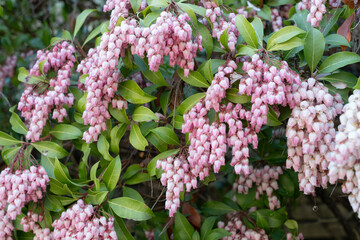 Obraz premium 満開のアセビの花 Pieris japonica