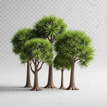 3D illustration of a group of Dracaena draco dragon trees featuring textured trunks and dense clusters of pointed green foliage isolated on a transparent checkerboard background.